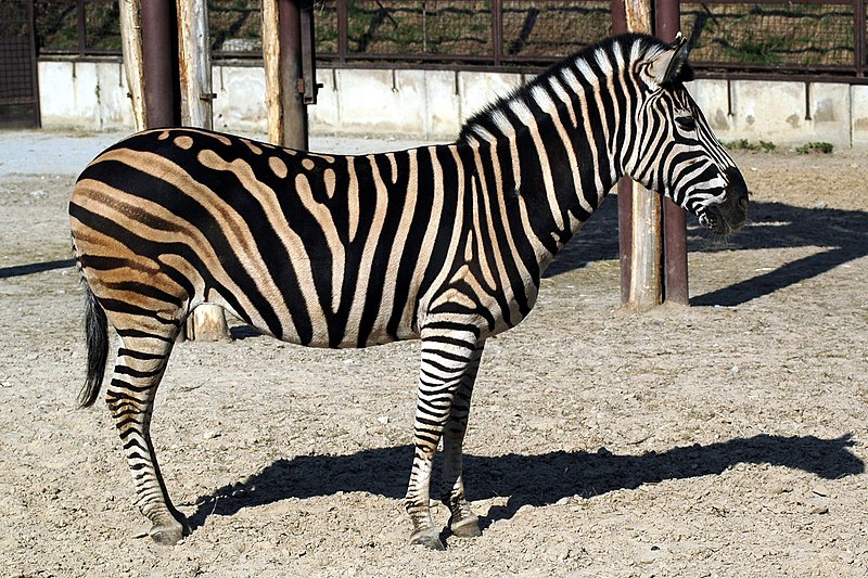 zebra zviera