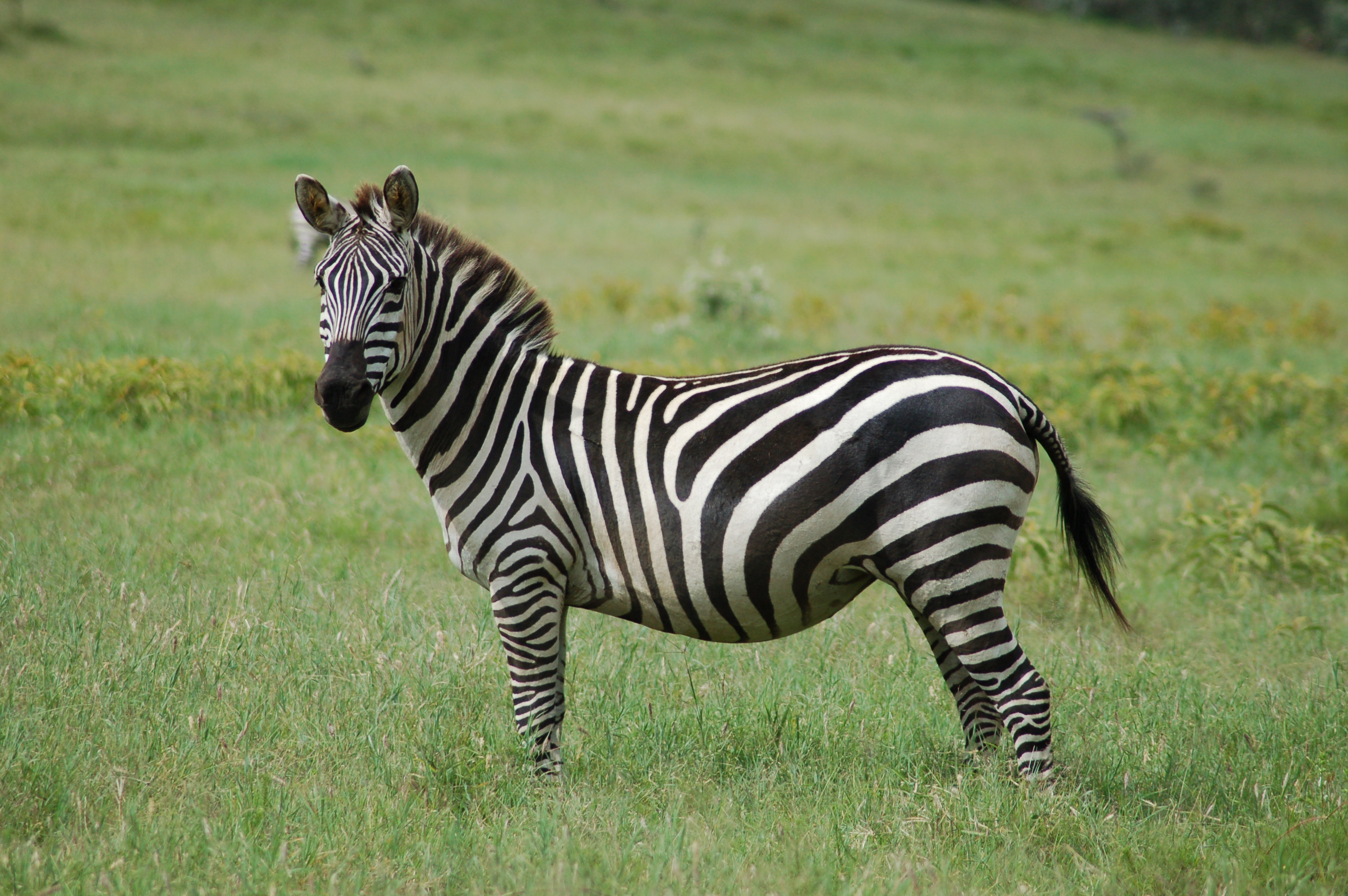 zebra pruhovana