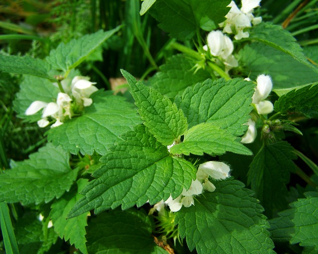 sasanka